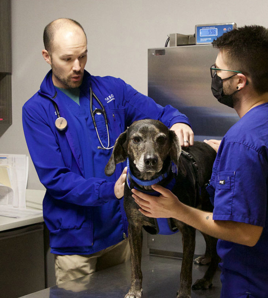 senior-pet-care-sec-r