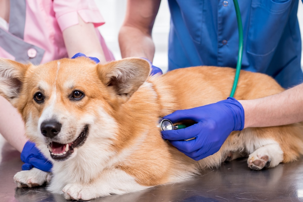 Veterinarians examining a sick corgi at El Paso Animal Hospital