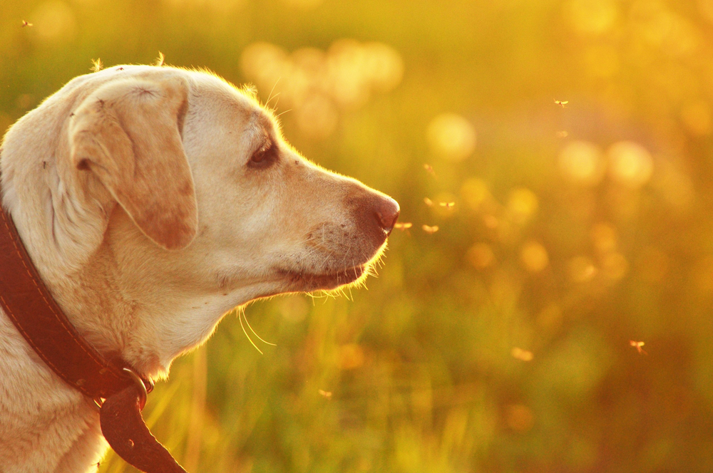 How Do I Protect My Dog From Ticks And Mosquitoes El Paso Animal