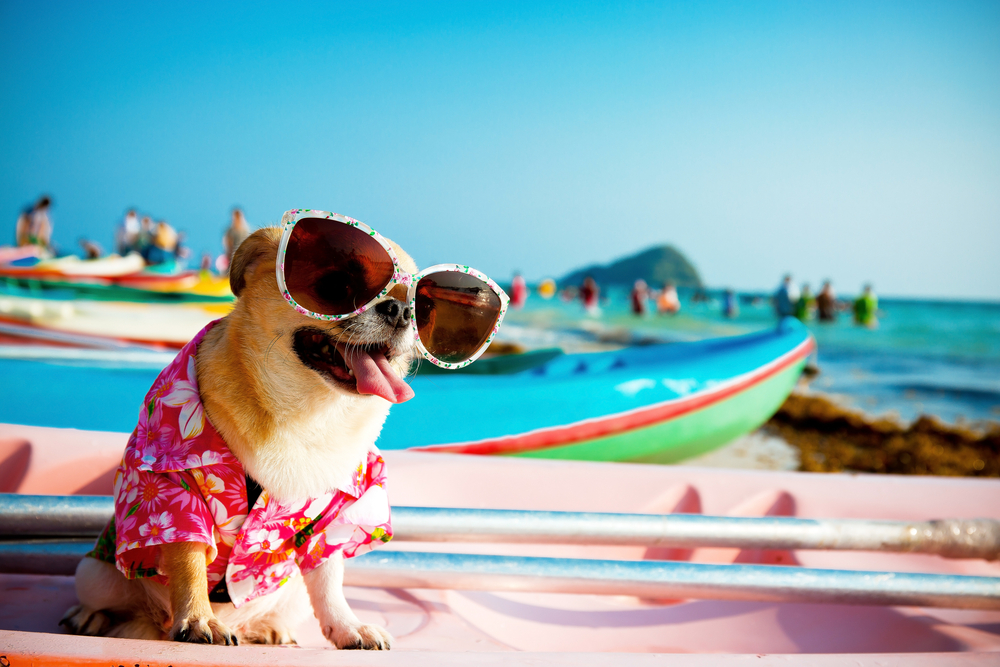 8 Heat Safety Tips to Keep Your Pet Cool - El Paso Animal Hospital
