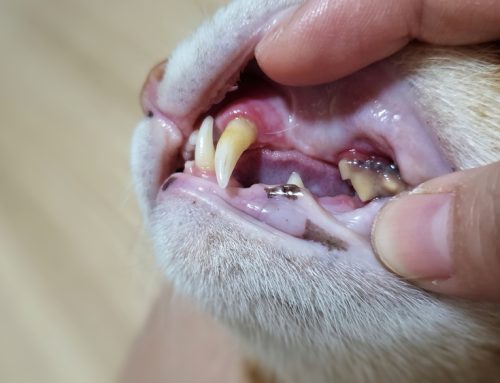 How Much Do You Know About Your Pet’s Dental Health?