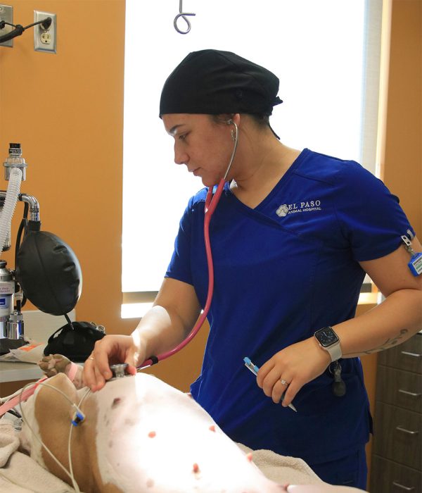 Surgery Vet in Derby El Paso Animal Hospital