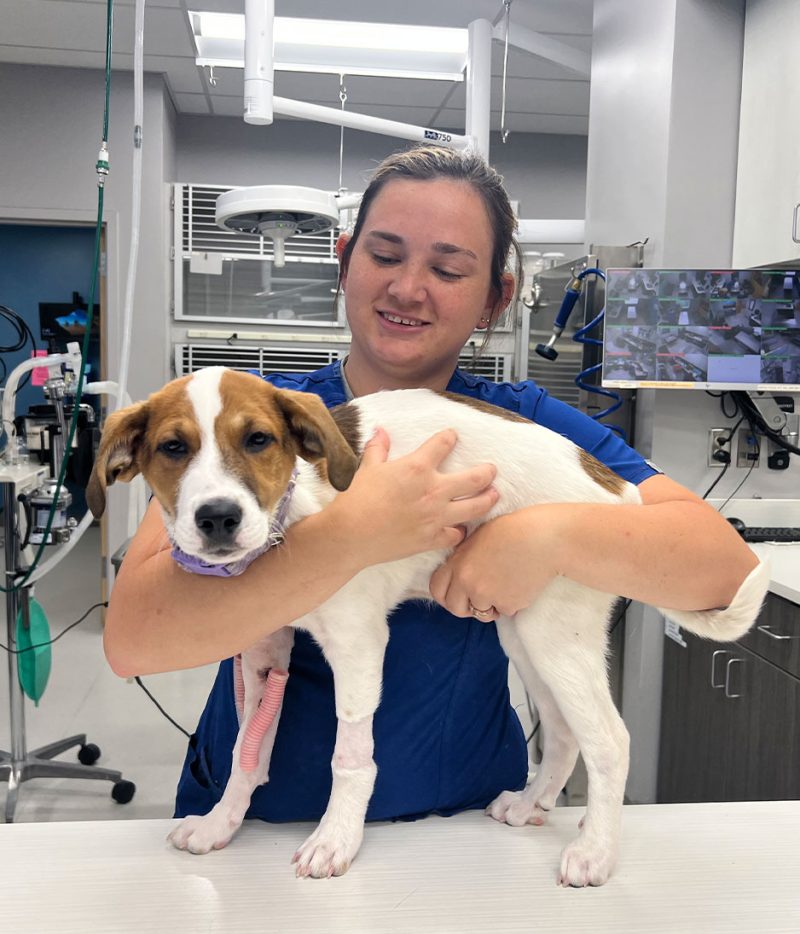 Surgery Vet in Derby El Paso Animal Hospital