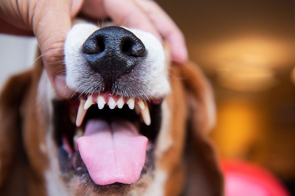 A close-up of a dog's mouth being inspected, showing healthy teeth and gums.