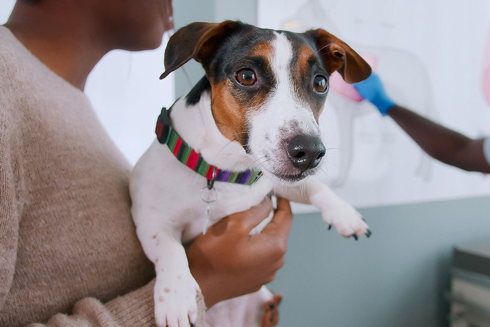 A male veterinarian points to a canine anatomy chart on a wall while a female owner holds a Jack Russell Terrier in the foreground during a consultation.