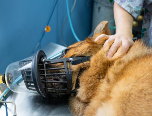 Respiratory Emergencies (Asthma, BOAS, CHF, Anaphylaxis, Laryngeal Paralysis, etc)