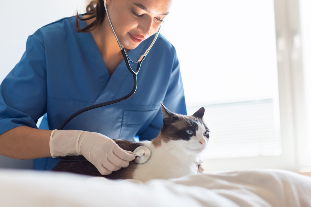 Veterinarian examining pet with stethoscope during checkup