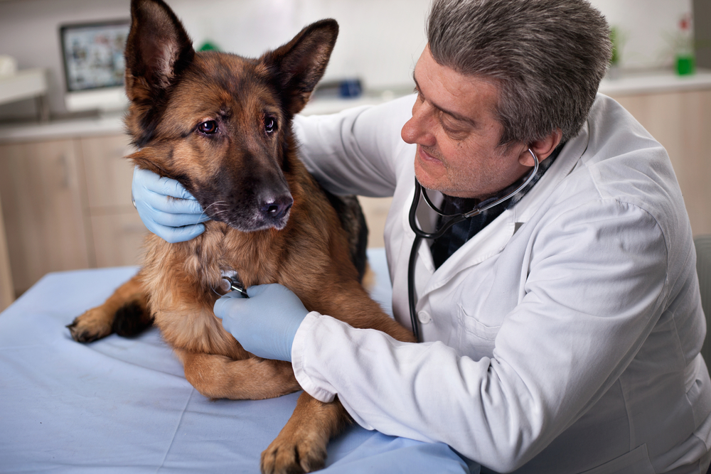 Dog receiving preventive veterinary care during a routine wellness checkup at an animal clinic