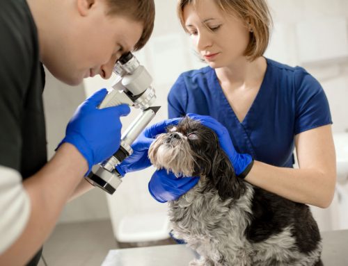 Can a Vet Treat My Pet’s Eye Condition Without a Specialist?