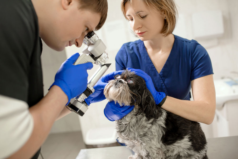 Veterinarians performing a detailed eye examination on a small dog in a veterinary clinic.