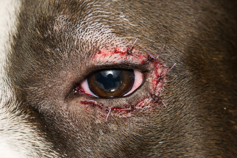 Close-up of a dog's eye after eyelid surgery with visible sutures during the healing process.