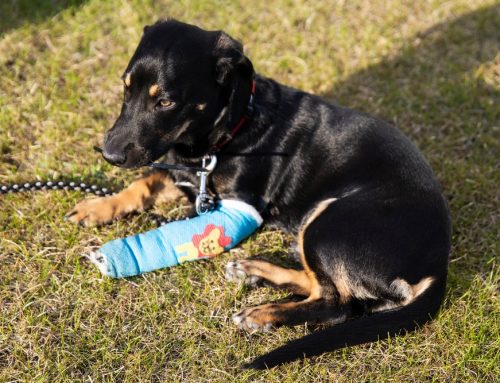 Will My Pet’s Broken Bone or Injury Heal Without Surgery?
