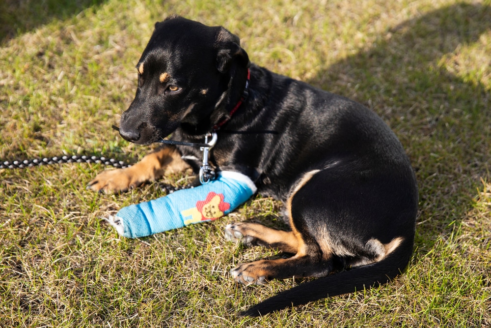 Dog with an injured leg wearing a bandage after veterinary treatment.