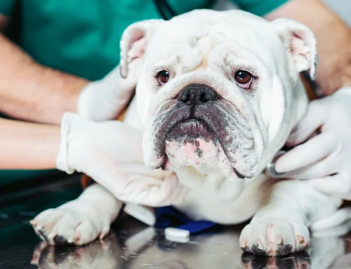 Coughing, Sneezing, Wheezing, and Panting: What Is Normal and What Is Not