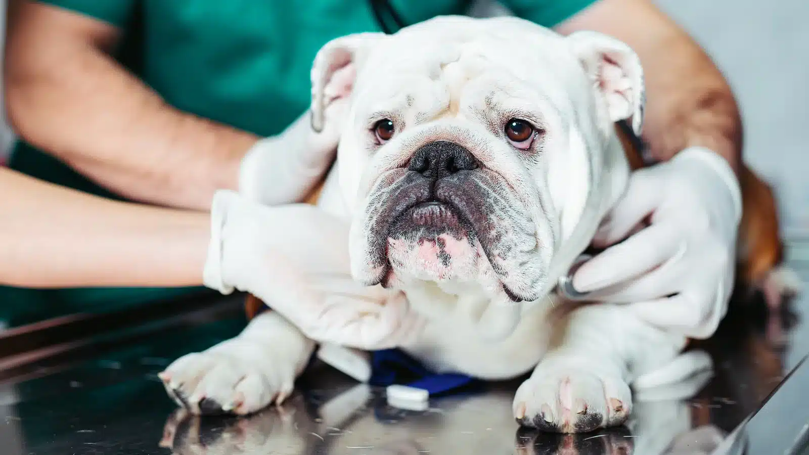 White bulldog with breathing difficulty having its lungs listened to with a stethoscope
