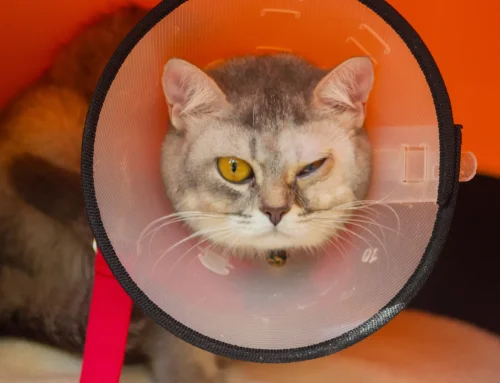 Can a Vet Treat My Pet’s Eye Condition Without a Specialist?
