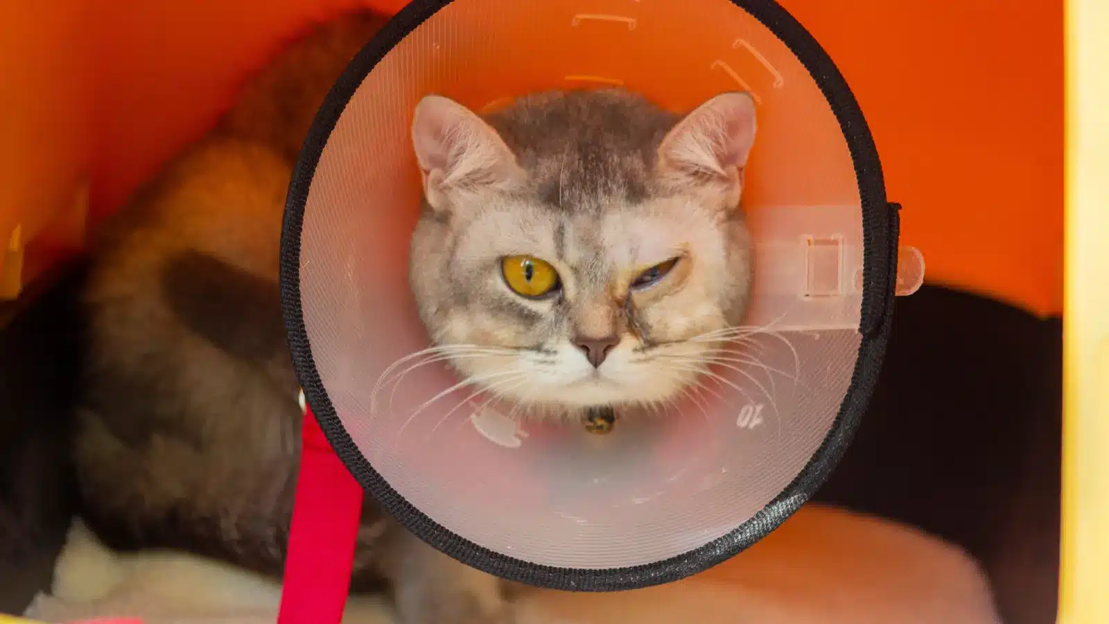 Cat wearing a recovery cone with one eye partly closed after eye surgery
