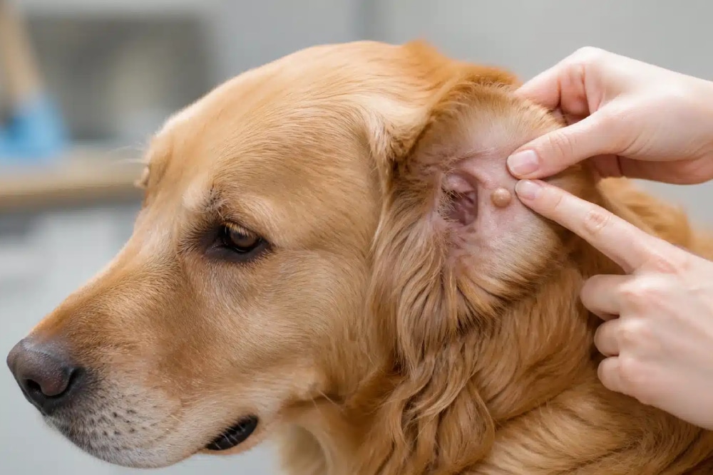 Golden Retriever at a veterinary clinic, with a small lump on their ear.